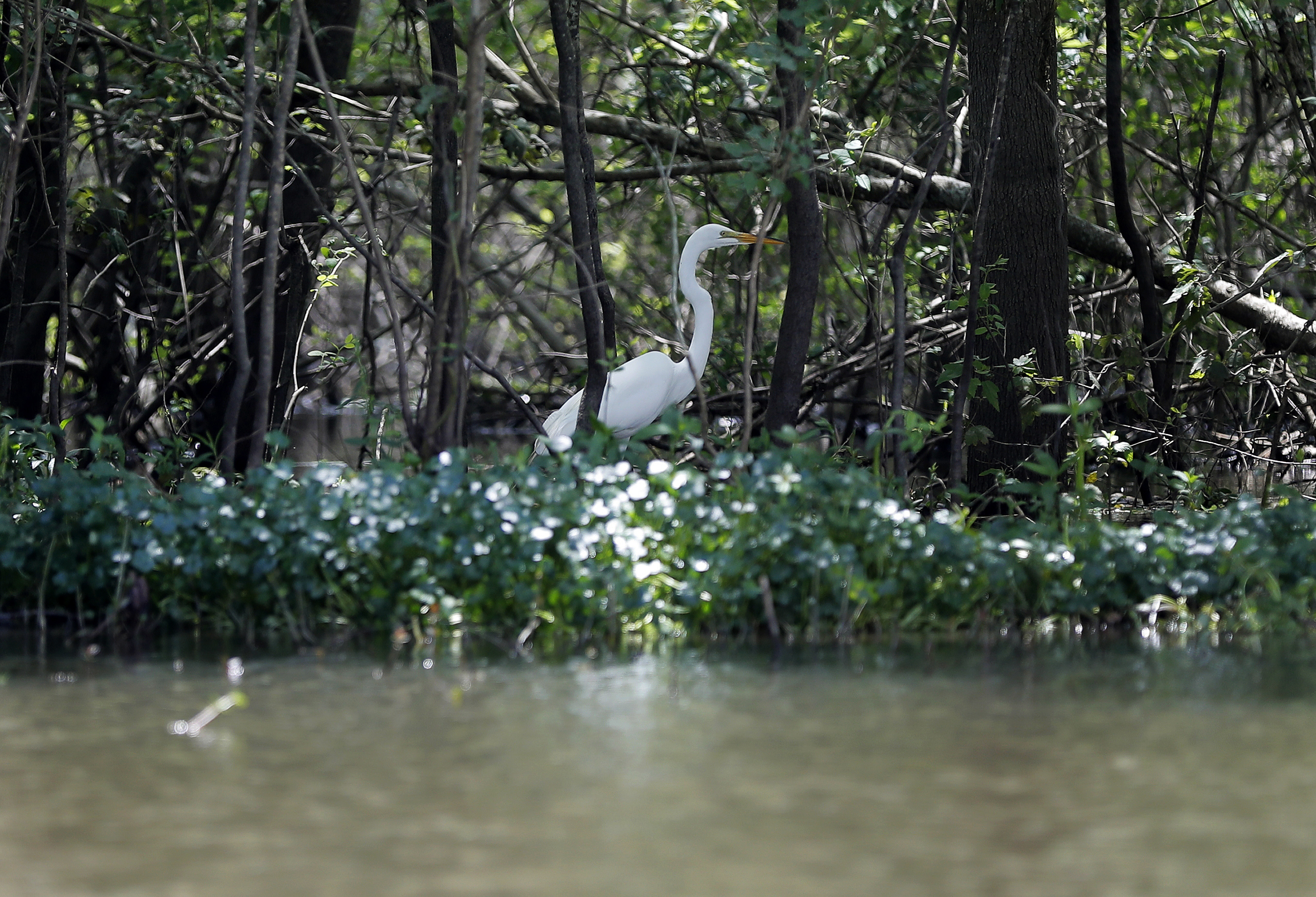 A great white heron appears through trees on Bayou Sorrel in the Atchafalaya River Basin in Louisiana. A great white heron appears through trees on Bayou Sorrel in the Atchafalaya River Basin in Louisiana.